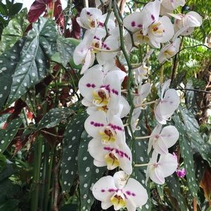 Meet your Posher, Eliana